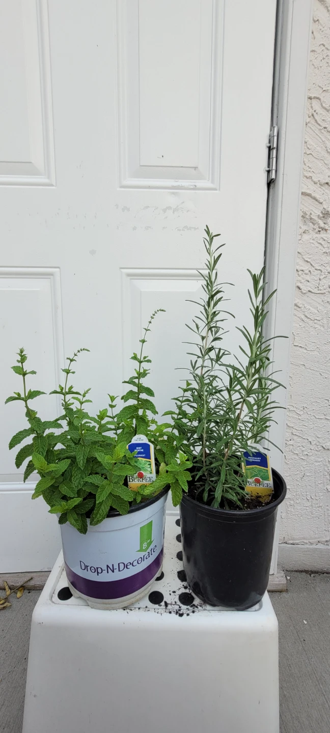 Mint and rosemary plants - photo 2