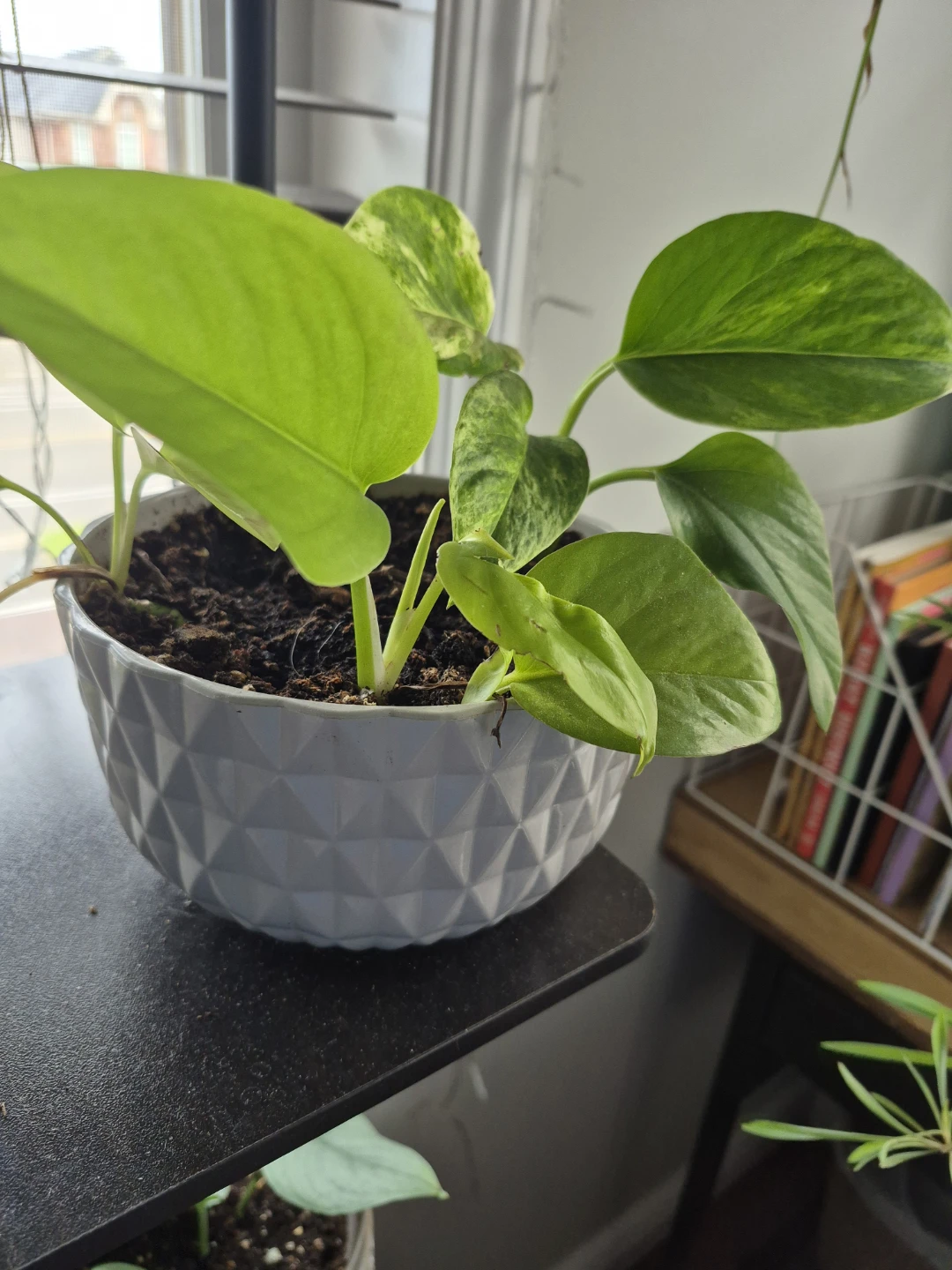 Pothos Plant Neon and snow queen in Decorative Pot