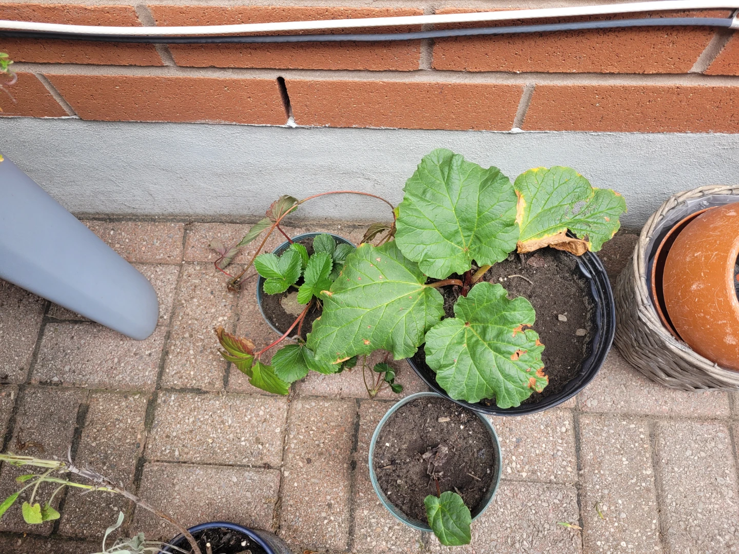 Assorted perennial Plants - photo 2