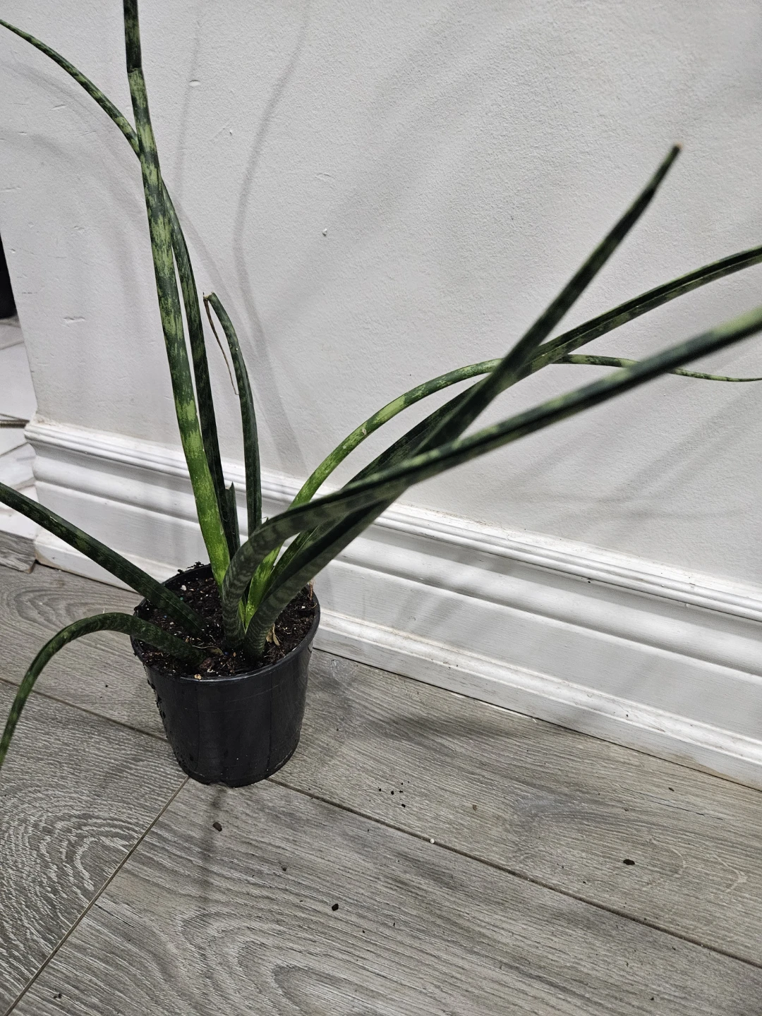 Snake Plant - Cylindrical Variety