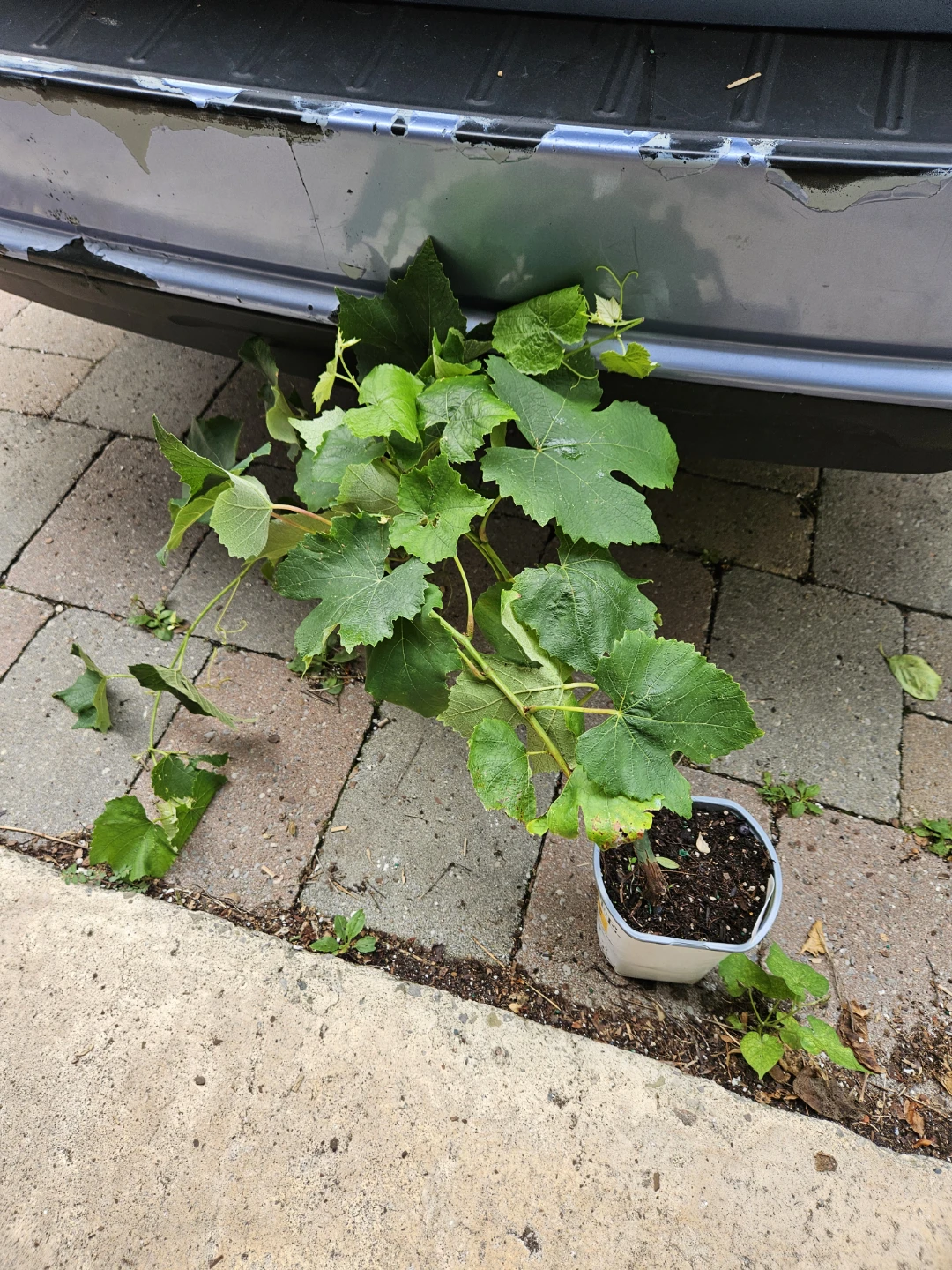 Purple Grape Vine Plant