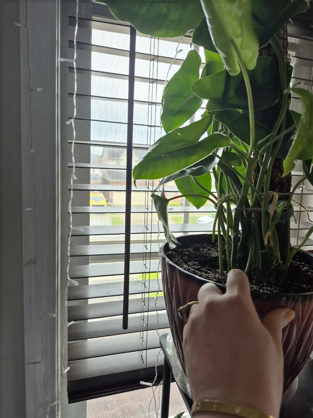 Large Potted Philodendron Burlemax Plant - photo 3