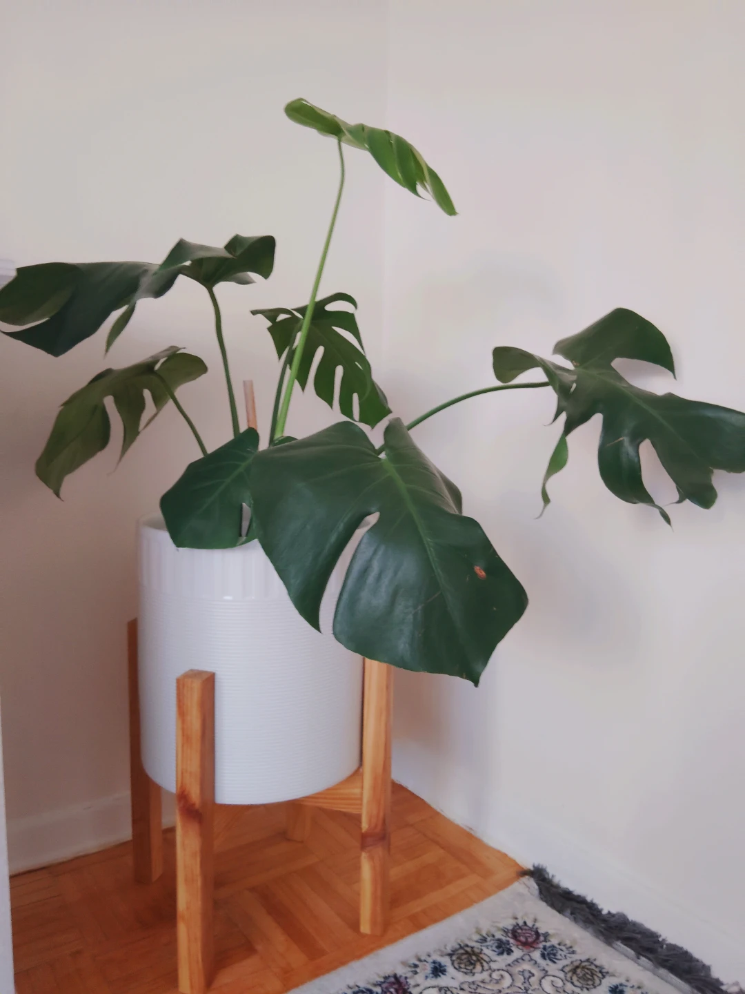 Monstera Plant in White ceramic Pot with Stand