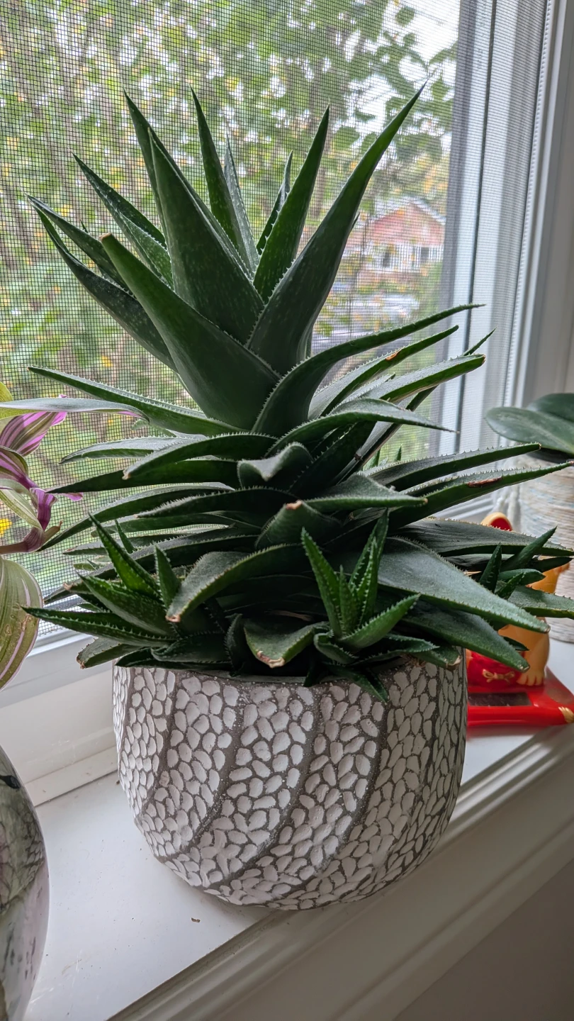 Haworthia Babies