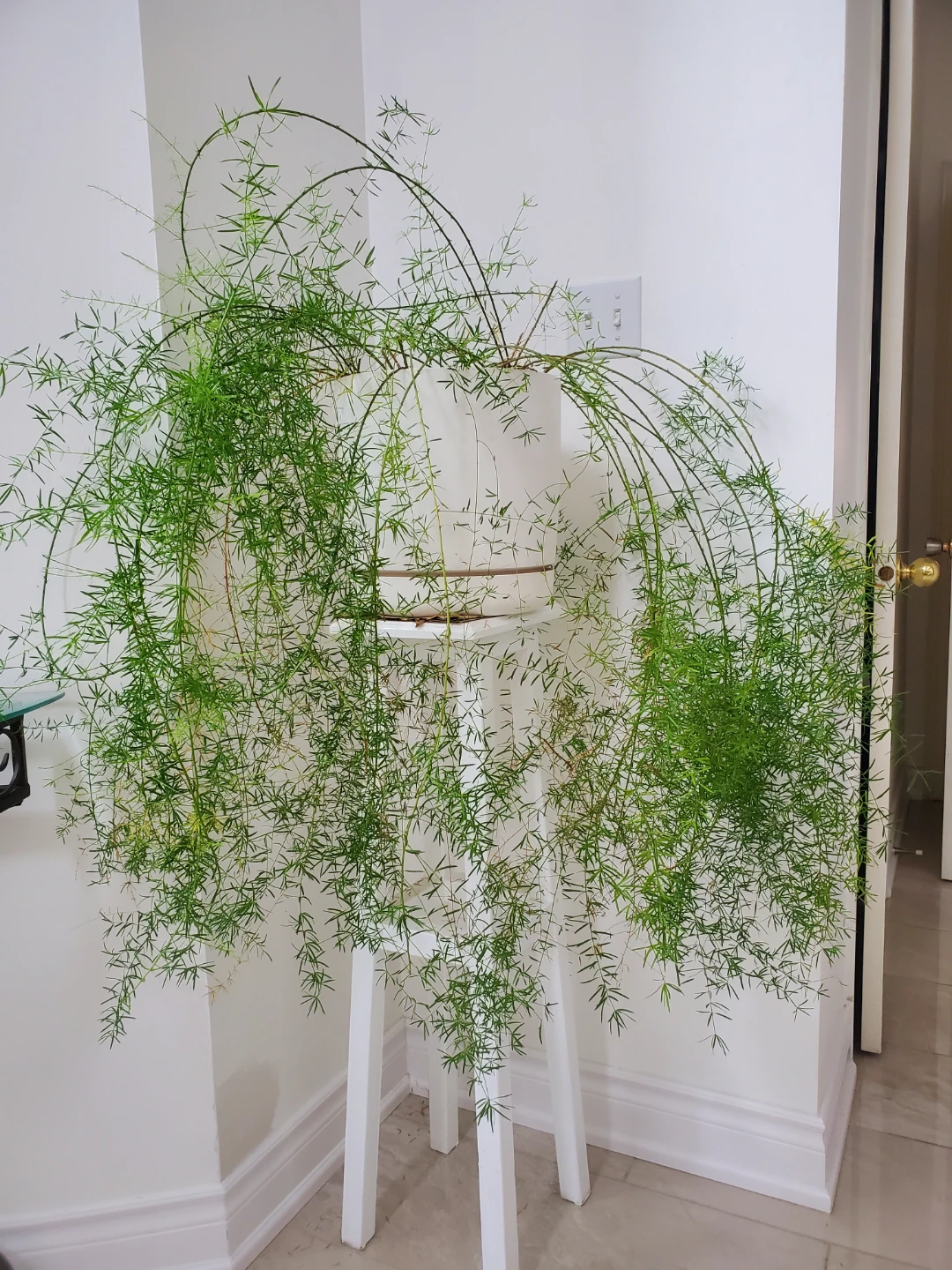 Fern Plant