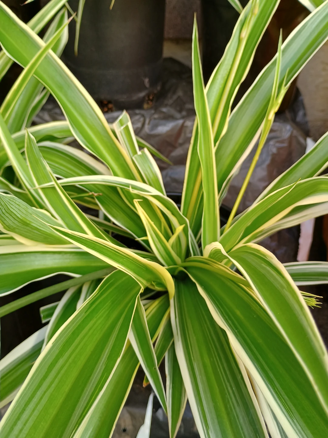Spider Plant - Variegated - photo 2