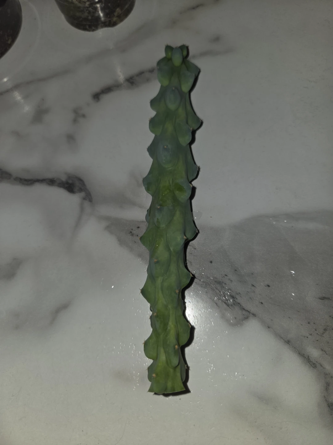 Cactus cutting[ BOOBIE CACTUS ]✨️🌵🩷 - photo 2