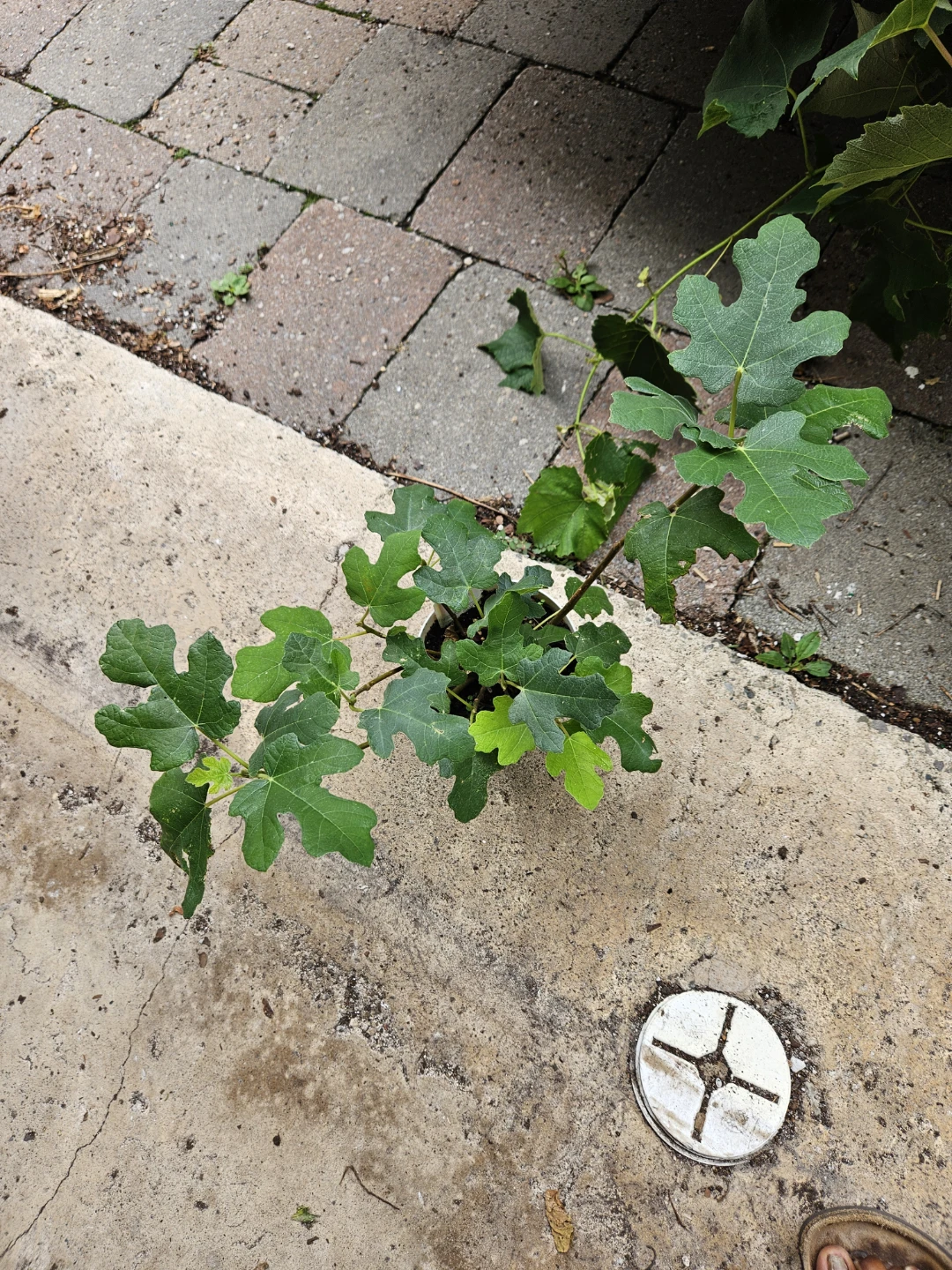 Fig Tree Plant in Pot winter hardy - photo 2