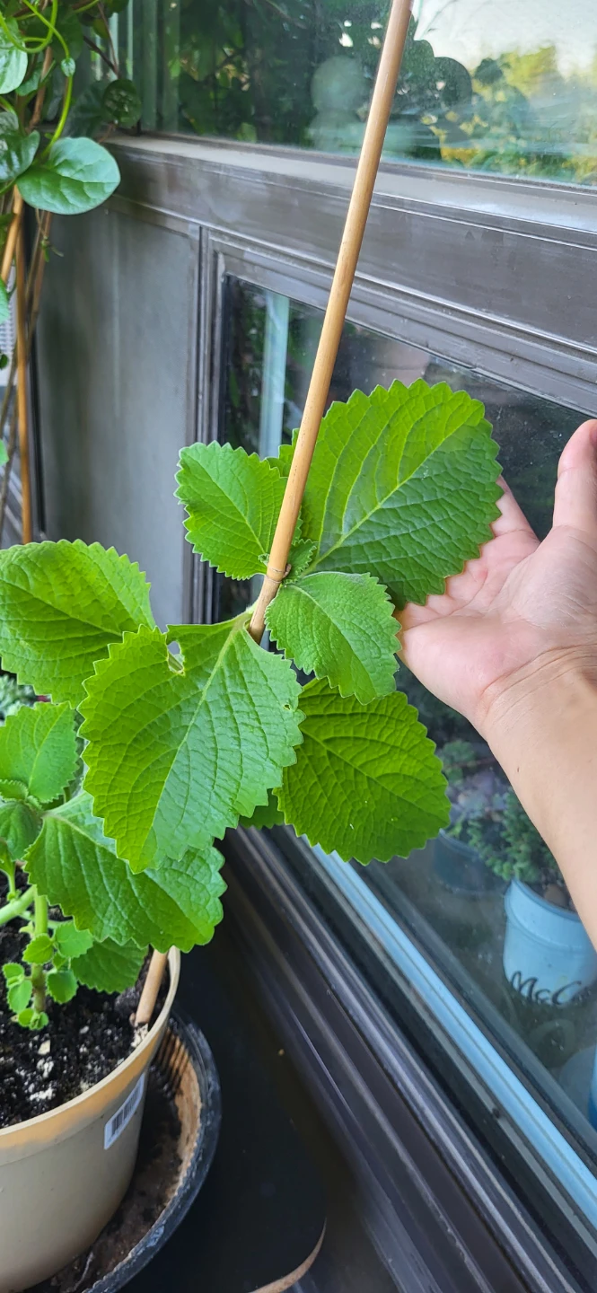 Mexican Mint/ Tần dày lá - photo 2