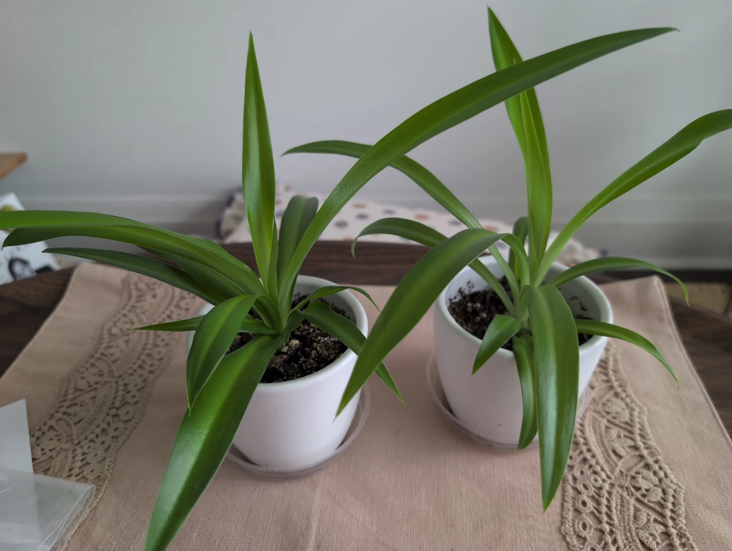 Two Potted Spider Plants C