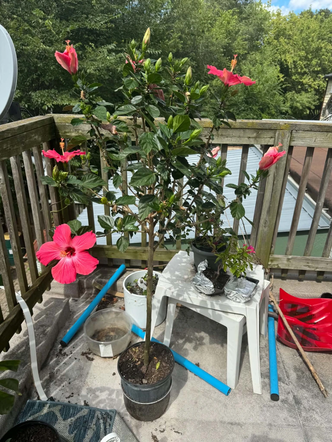 Hibiscus Tree with Pink Flowers