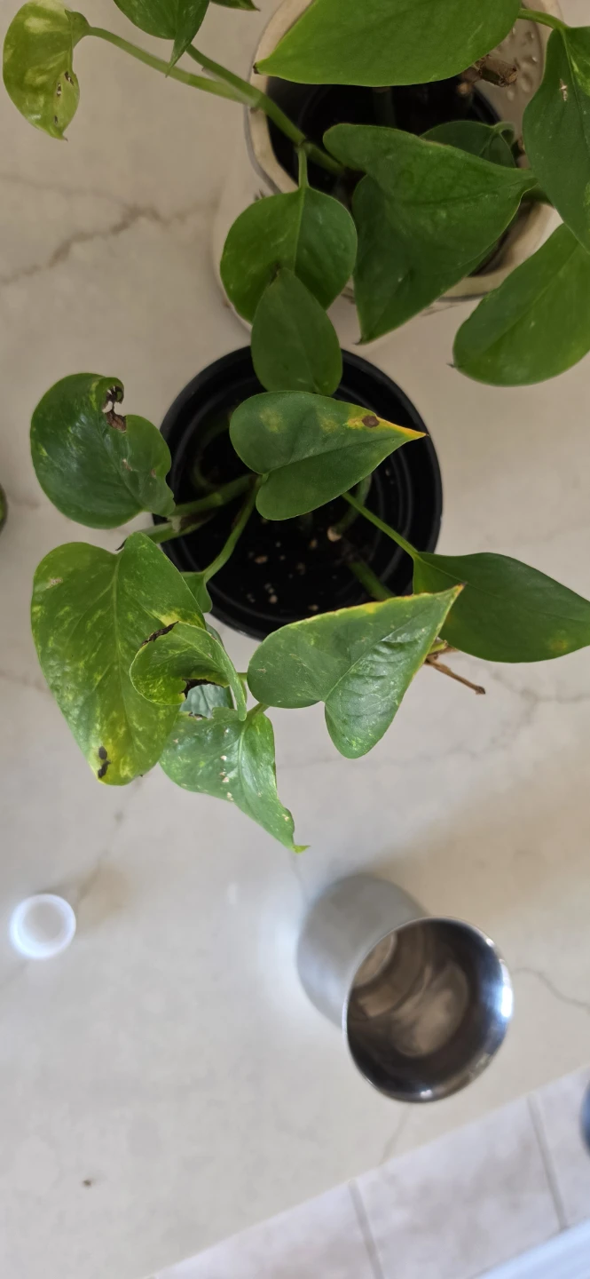 Pothos Plant