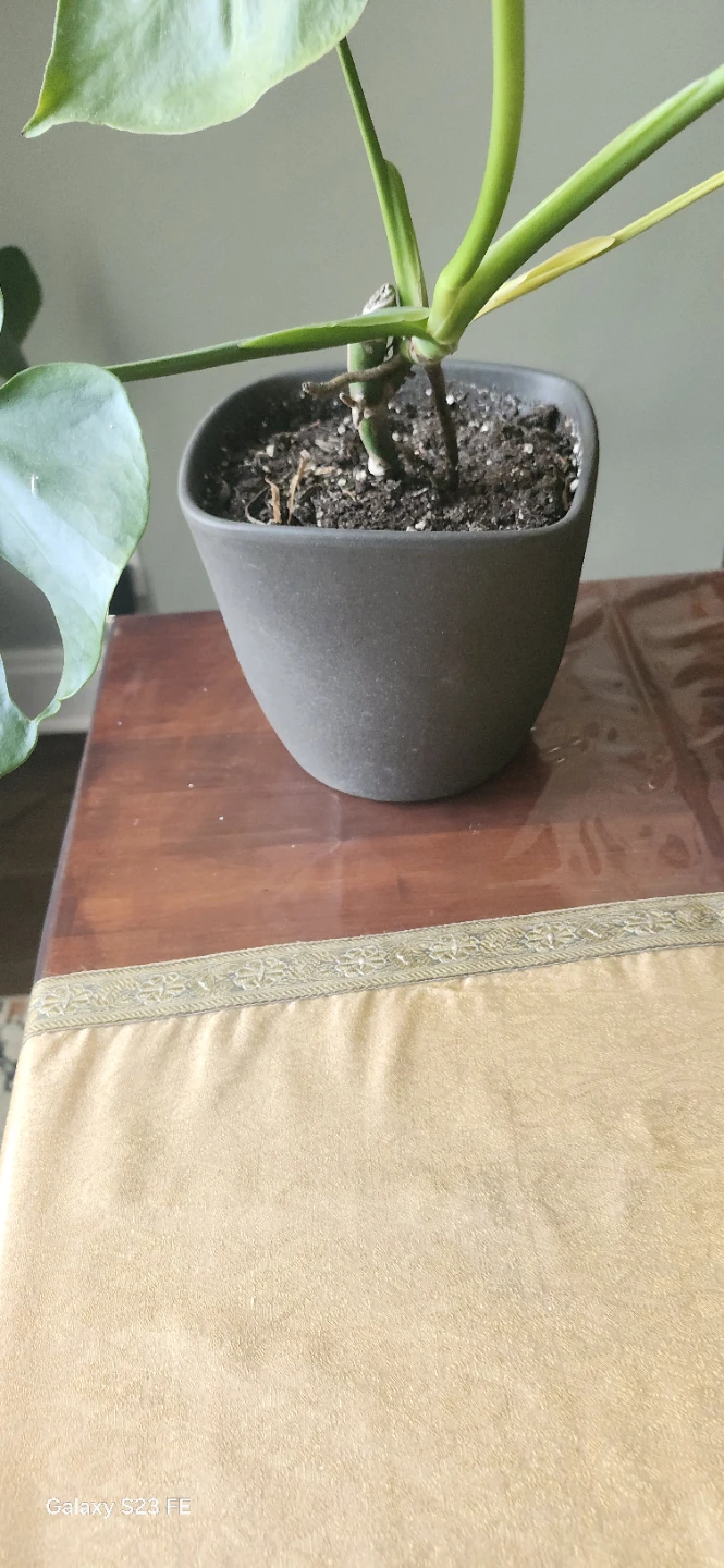 Monstera Deliciosa Plant - photo 5