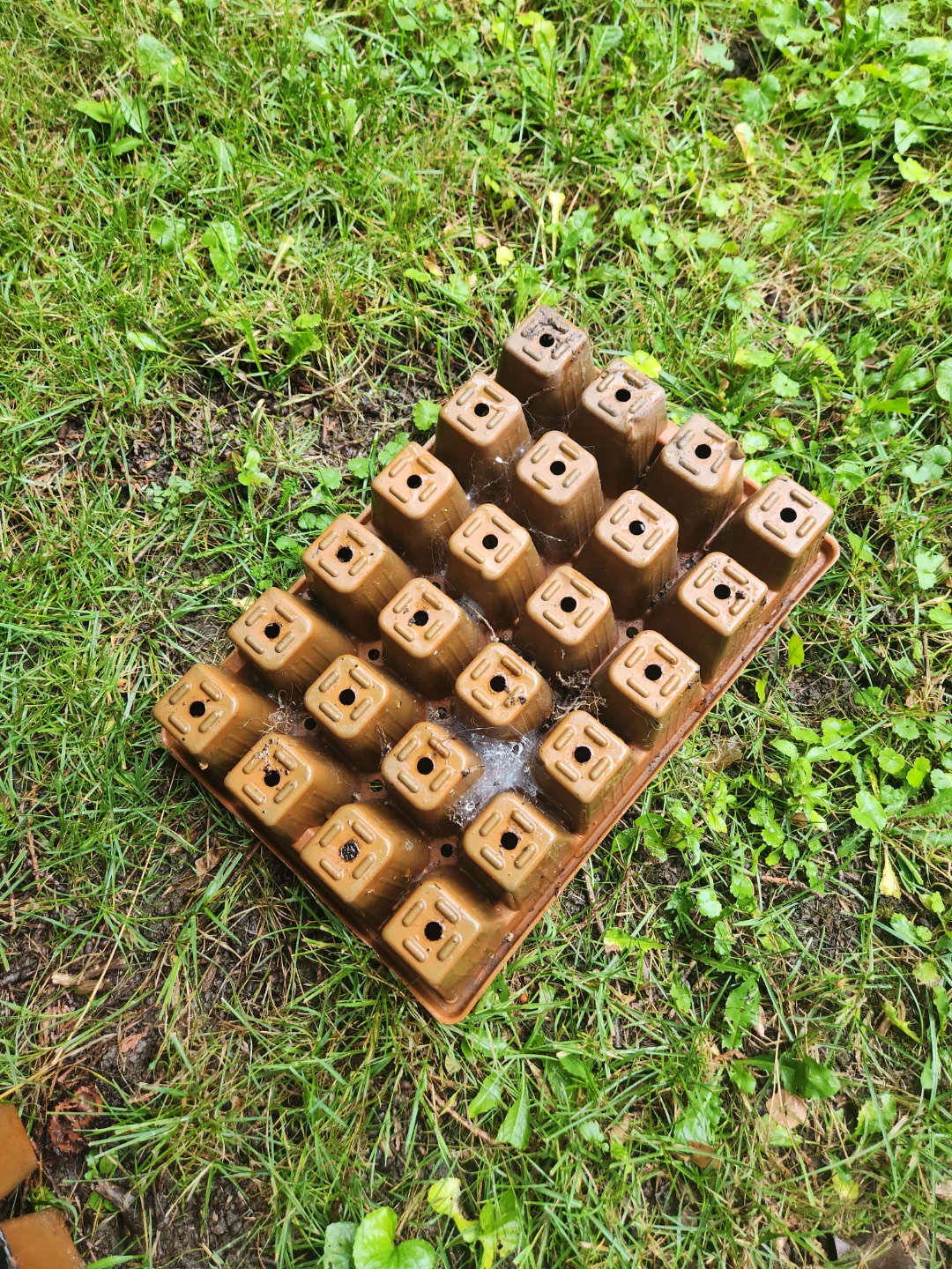 Free Seedling Tray - photo 2