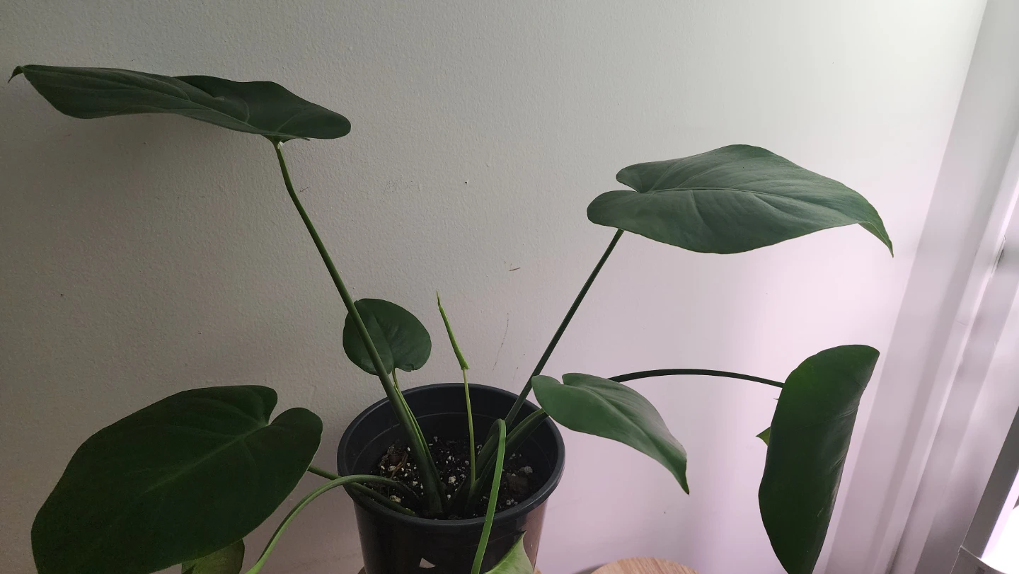 Monstera Plant in Black Pot - photo 2