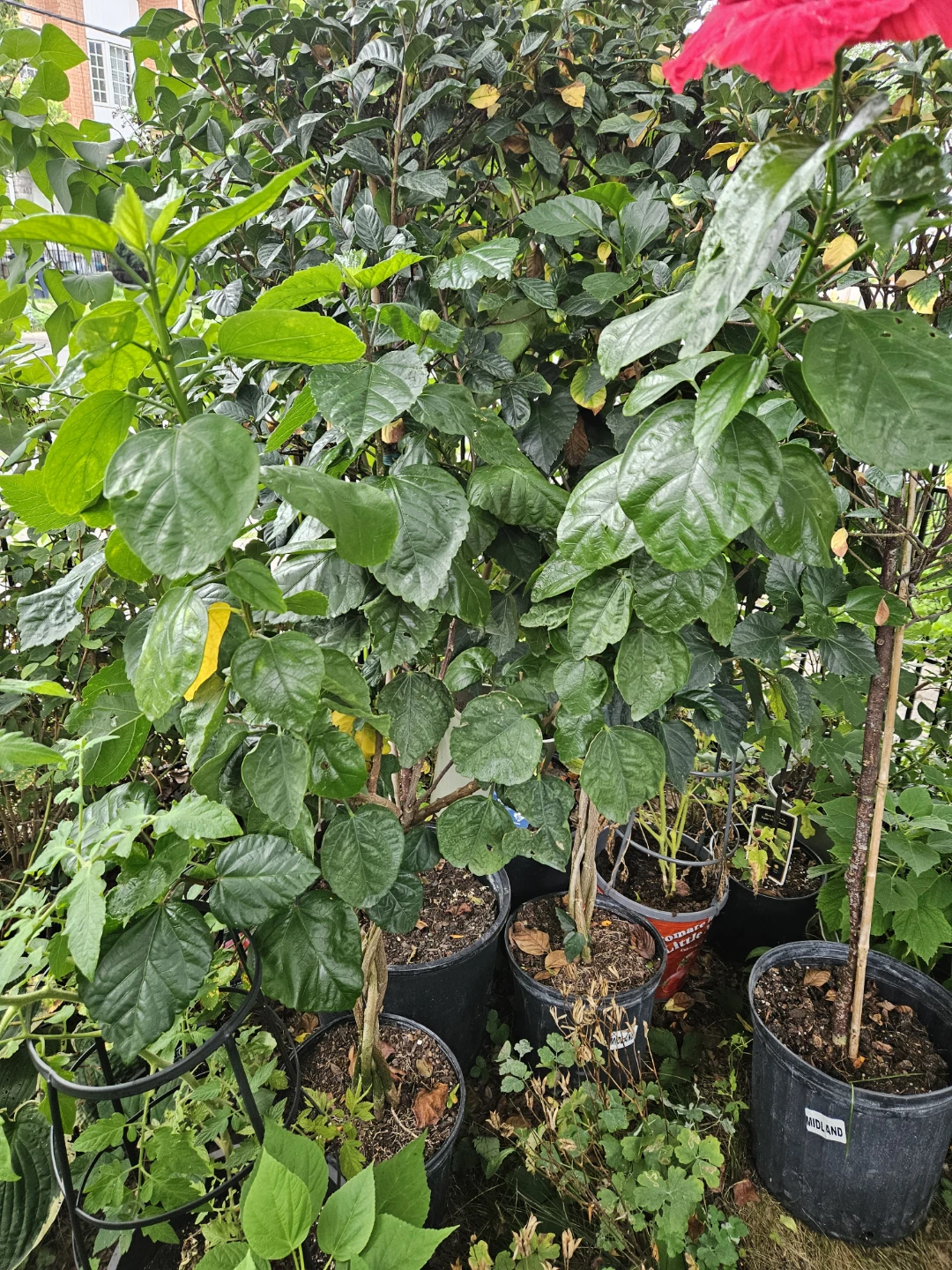 Hibiscus Plant in Pot braided  indoor  4feet or more - photo 2