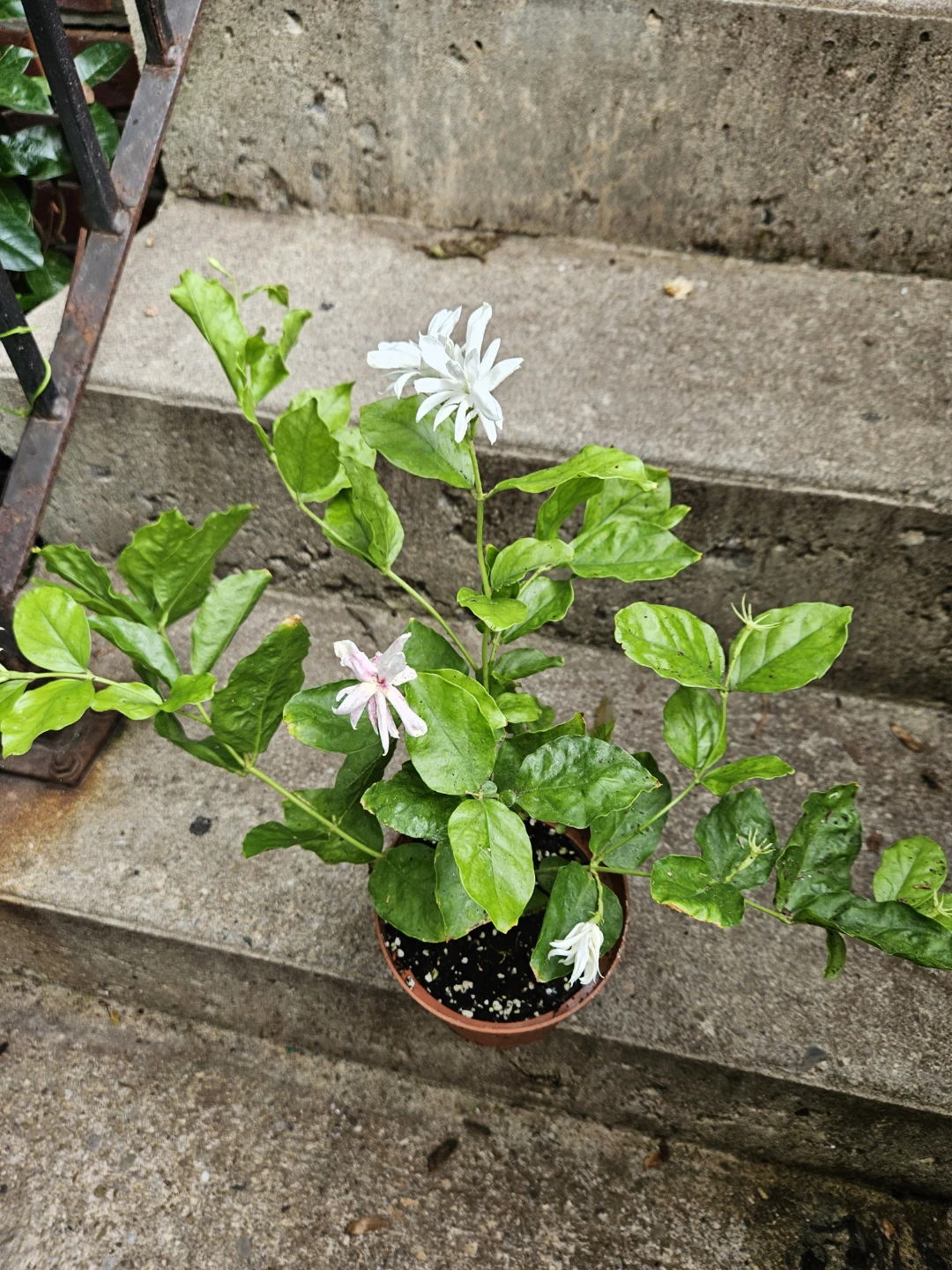 Potted Jasmine Plant - photo 2