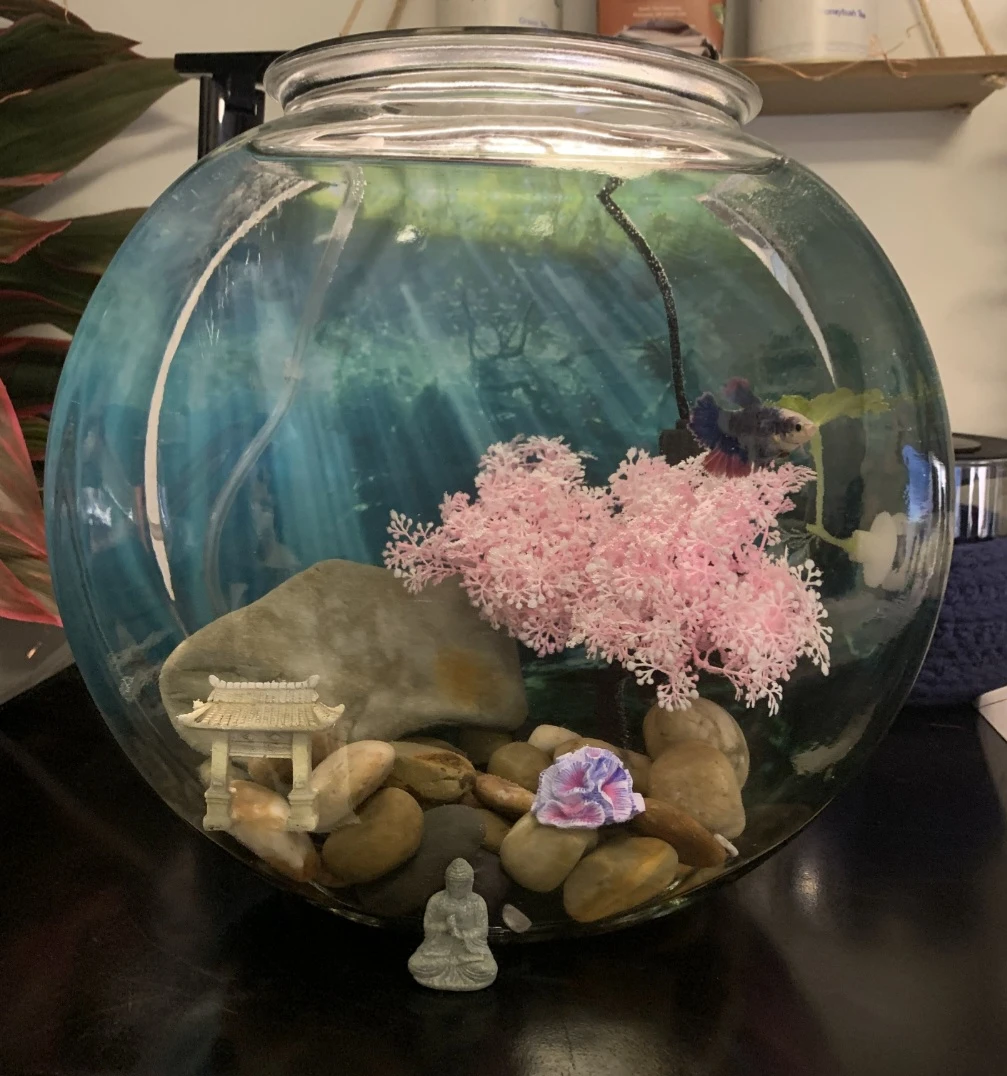 Beautiful vintage ~3.5 gal tank w/ everything you need!