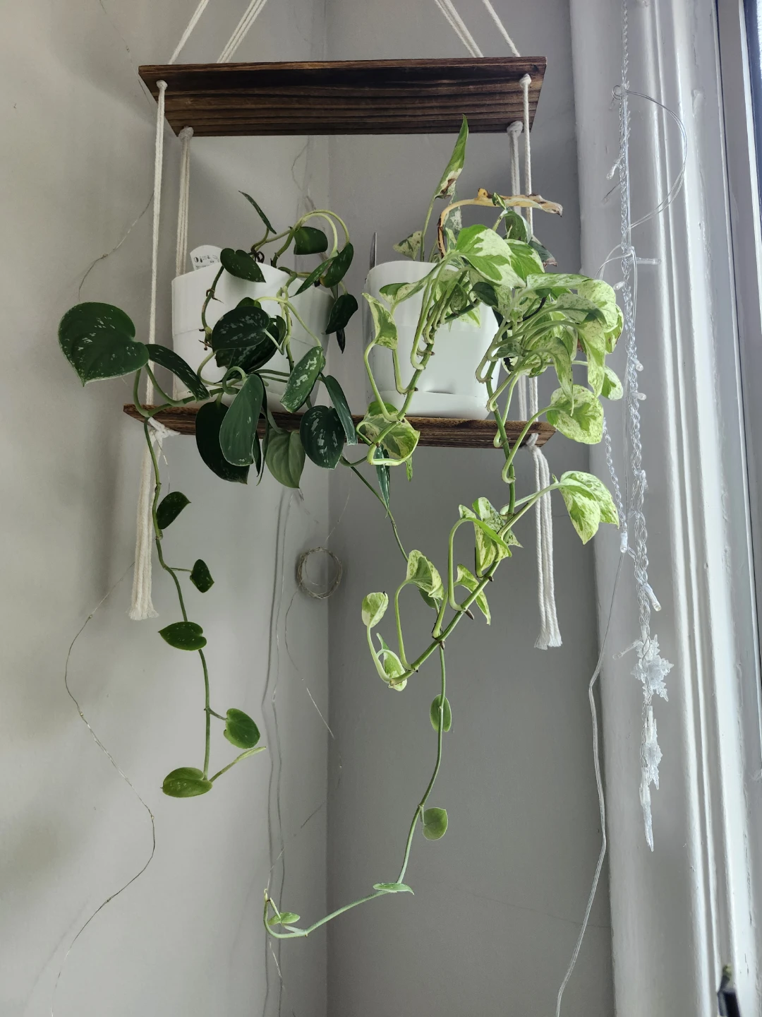 Pothos Plants in White Pots in white pots