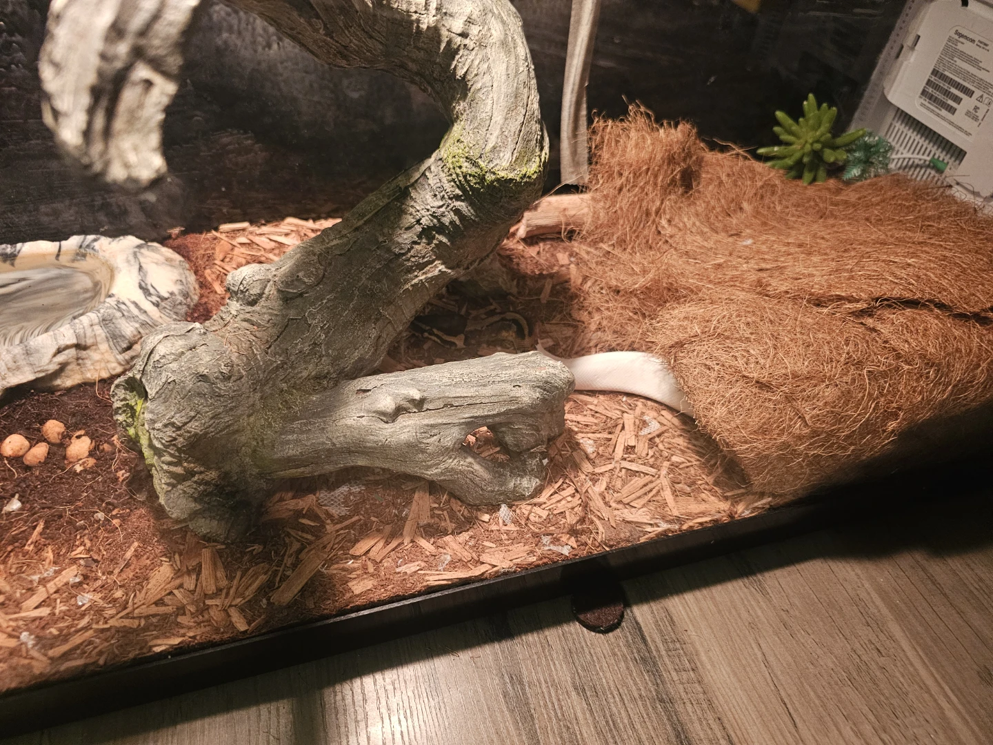 Terrarium Decoration Bundle and  baby 🐍 8 month old