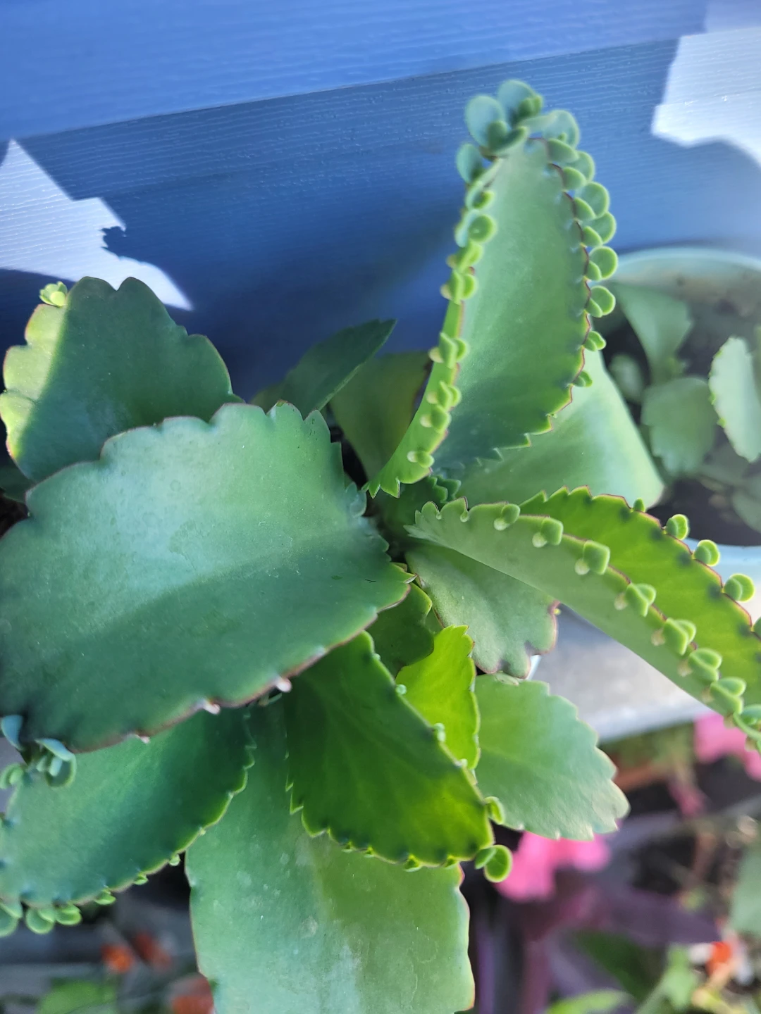 Mother of thousanda Plant in Light Blue Pot