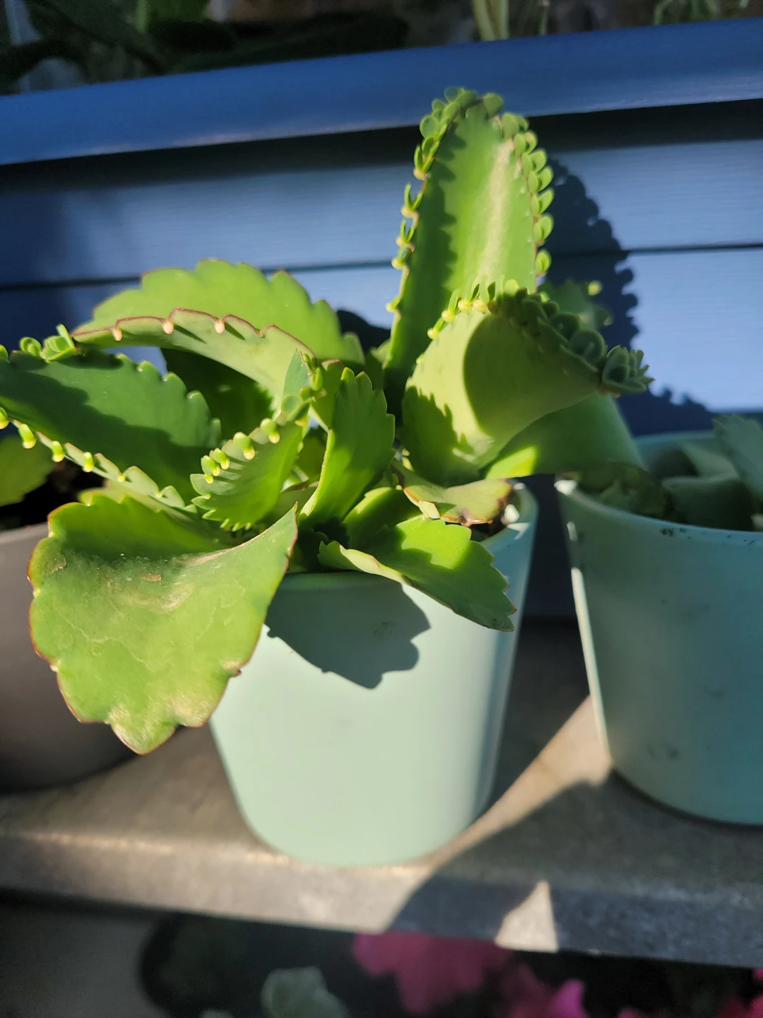 Mother of thousanda Plant in Light Blue Pot - photo 2