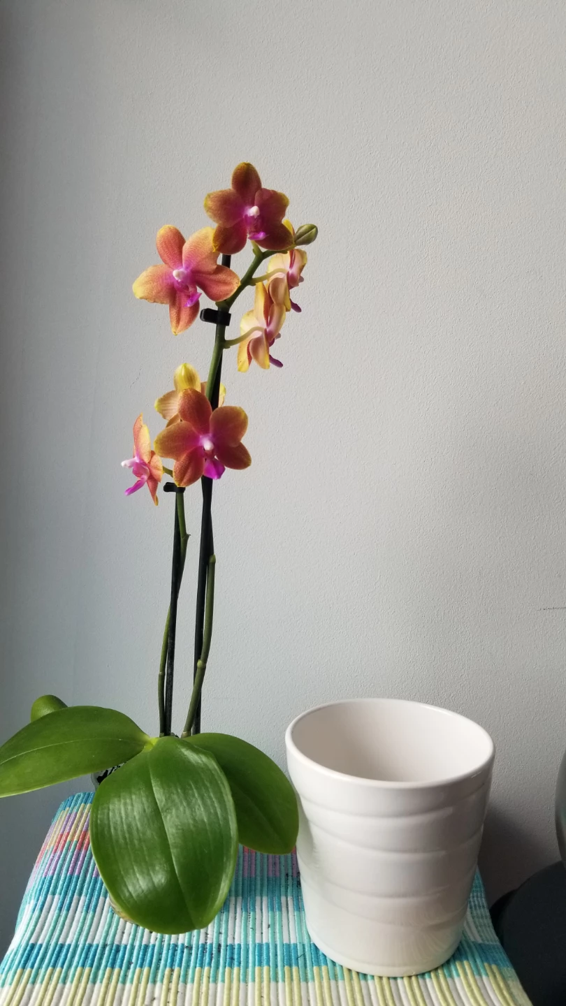 Piccola Phalaenopsis Orchid Plant -3.5inch and White Ceramic Pot