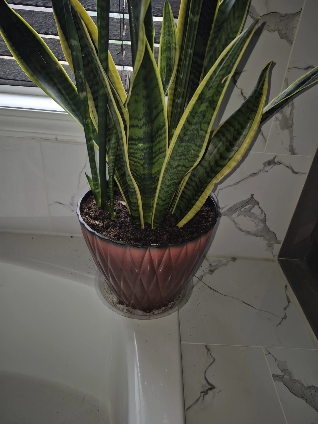 Snake Plant - photo 3
