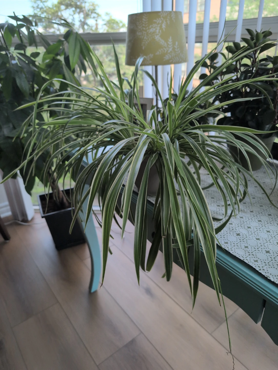 Beautiful spider plants - photo 2