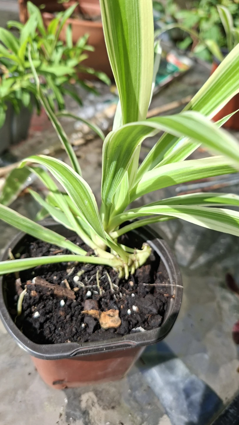 🌿 Spider Plant 🌿 - photo 5