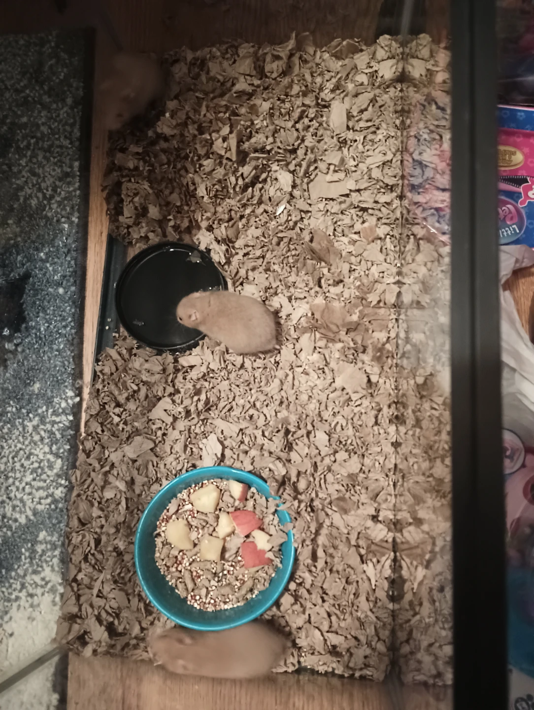 Baby Hamsters