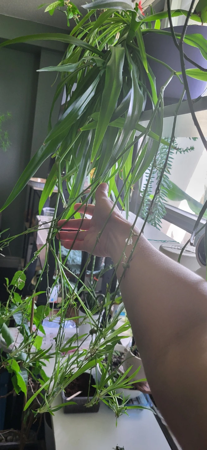 Spider Plant with many babies branches - photo 5
