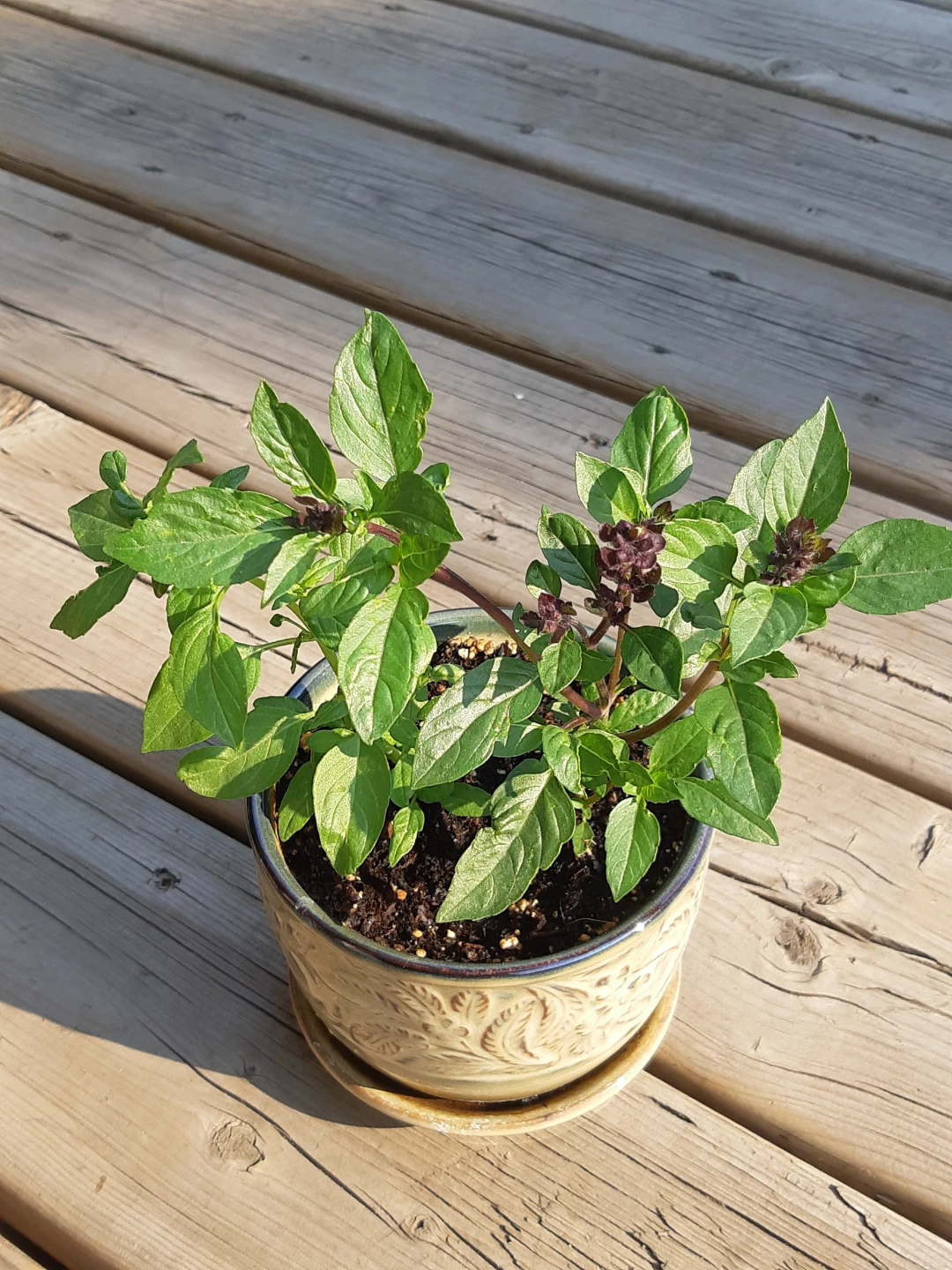 Ceramic planter of basil