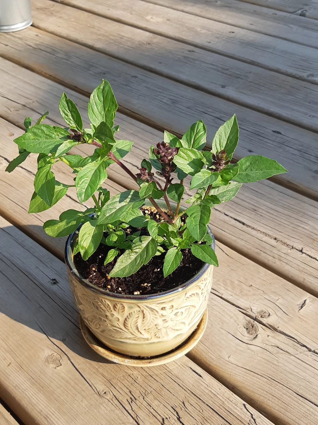 Ceramic planter of basil - photo 2