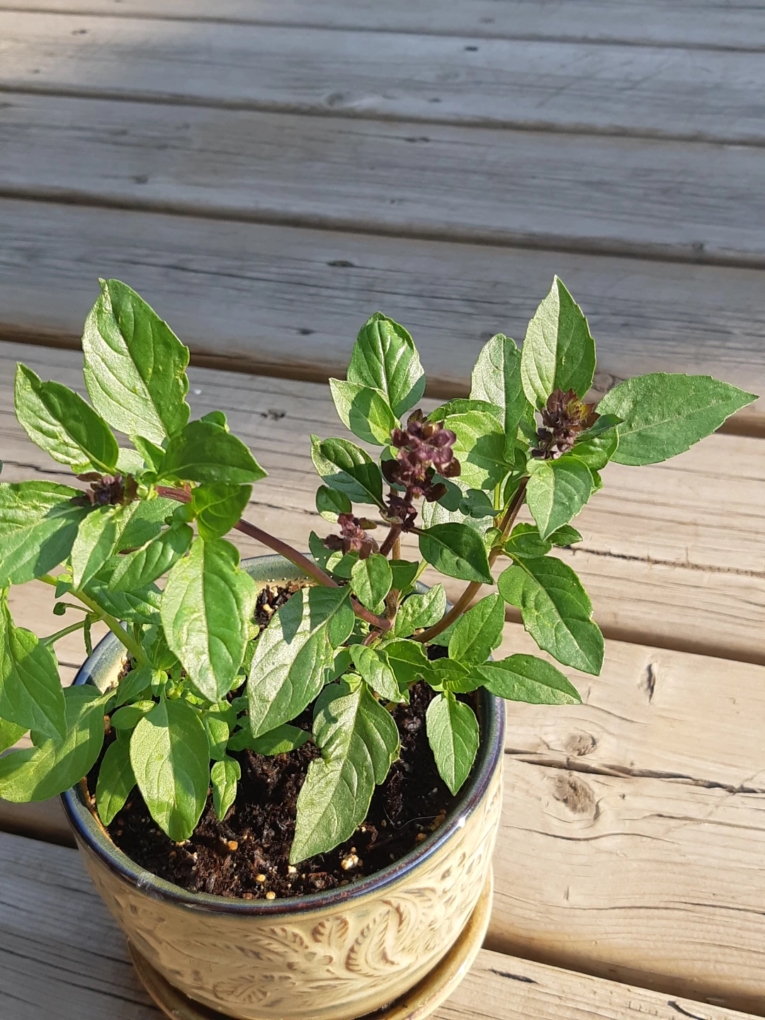 Ceramic planter of basil - photo 3