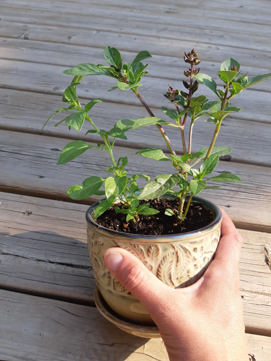 Ceramic planter of basil - photo 4