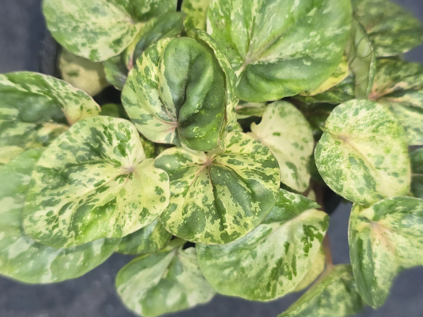Peperomia Obtusifolia Variegated Plant - photo 3