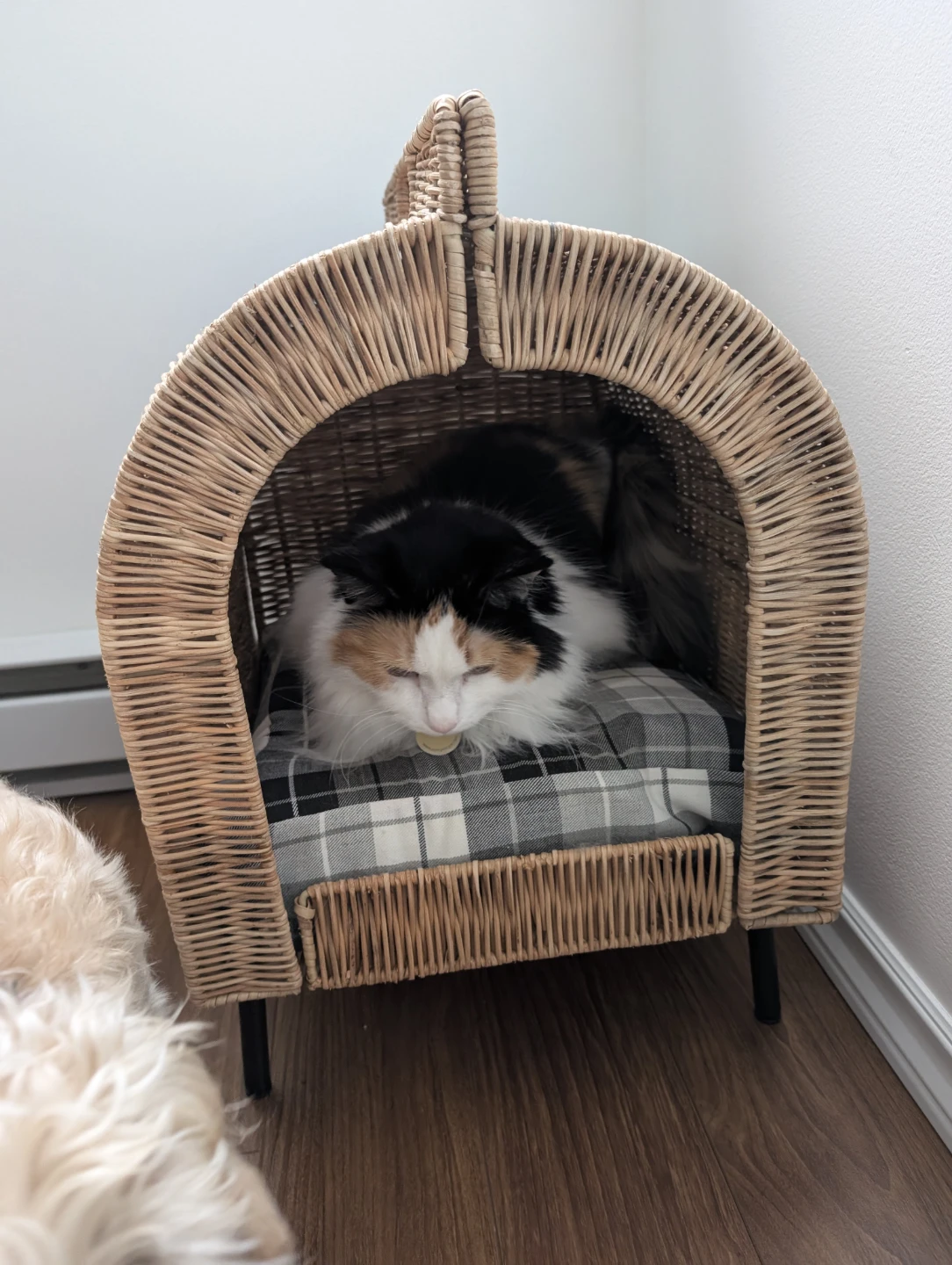 Cat bed - photo 3