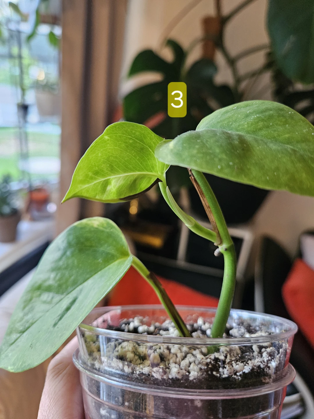 Air Purifying Pothos Plant - photo 4