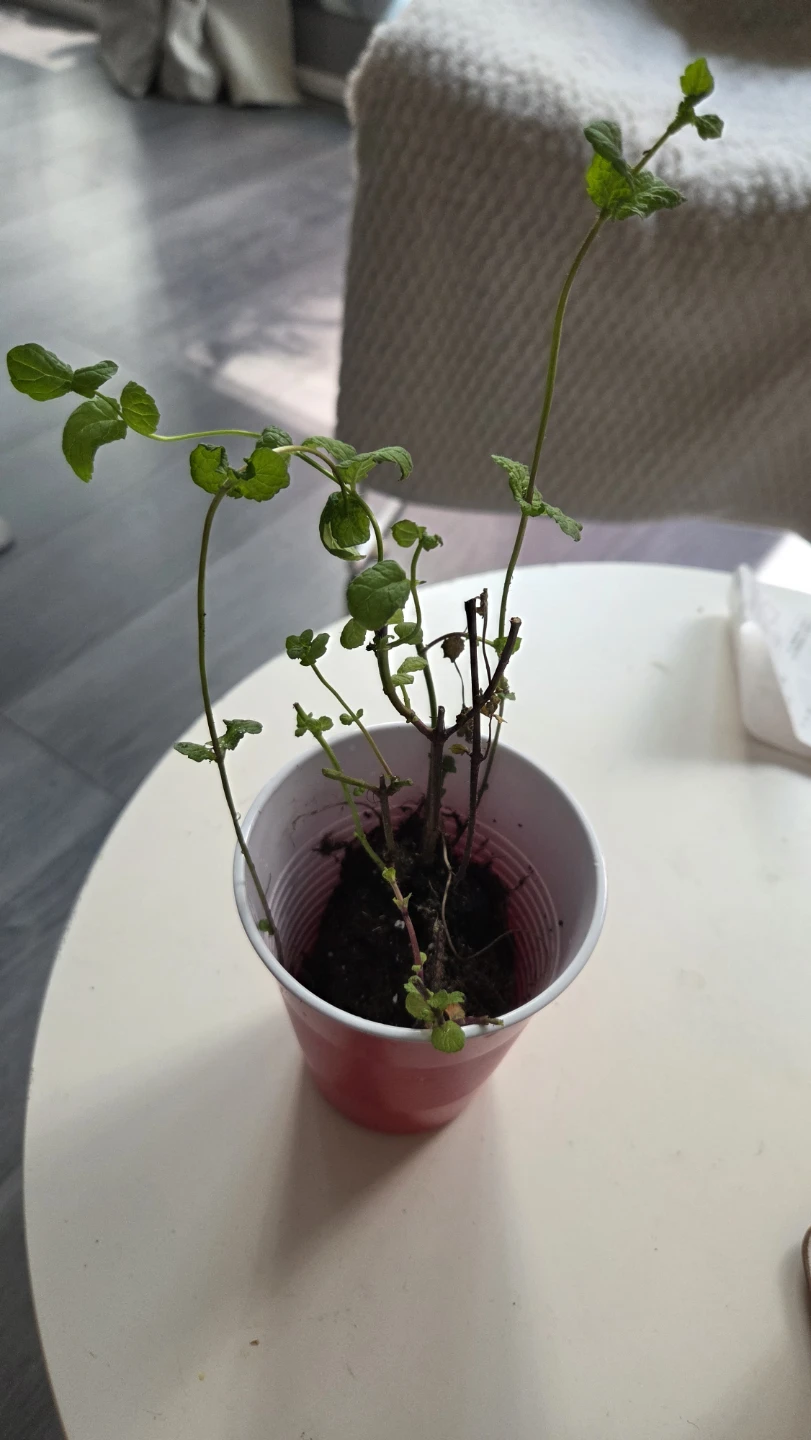 Mint plant