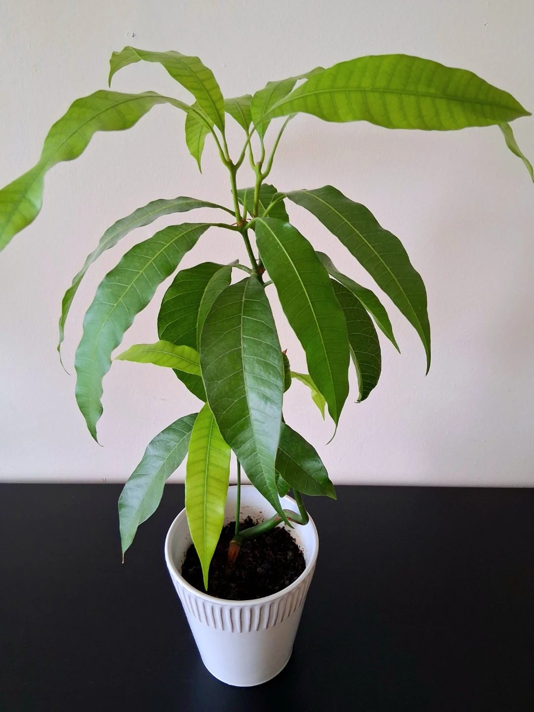🌱 Mango Plant in Ceramic Pot 🥭 - photo 3