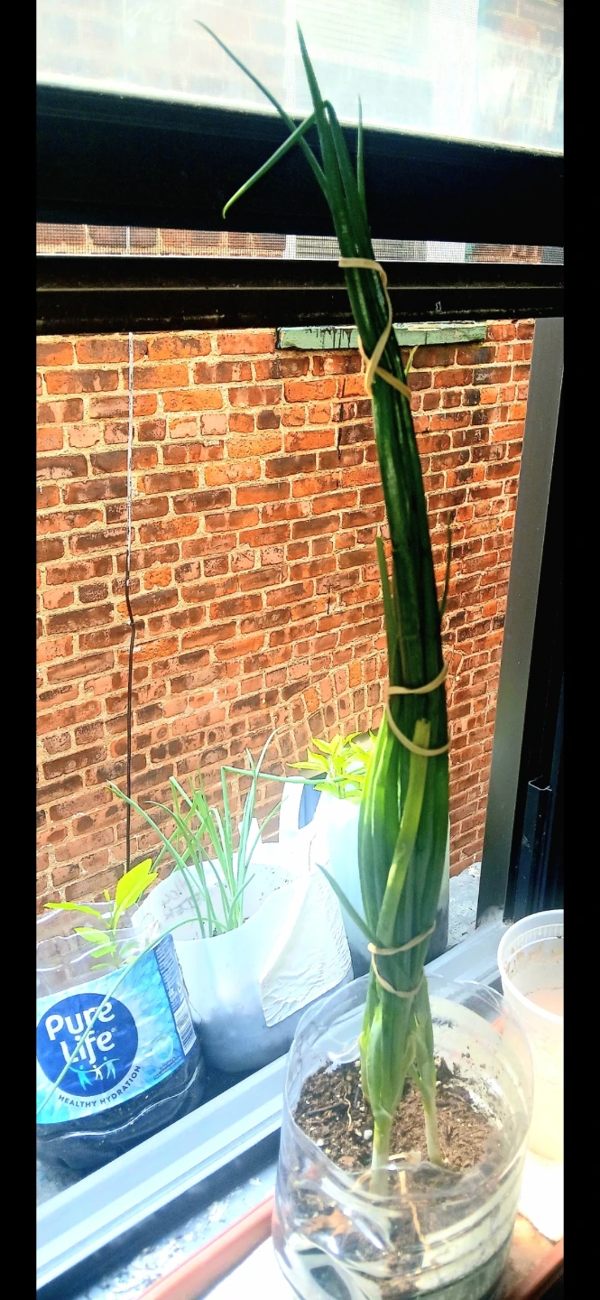 Live plants, Green Onions, Yllow Pepprs etc.. $25-$95 - photo 5