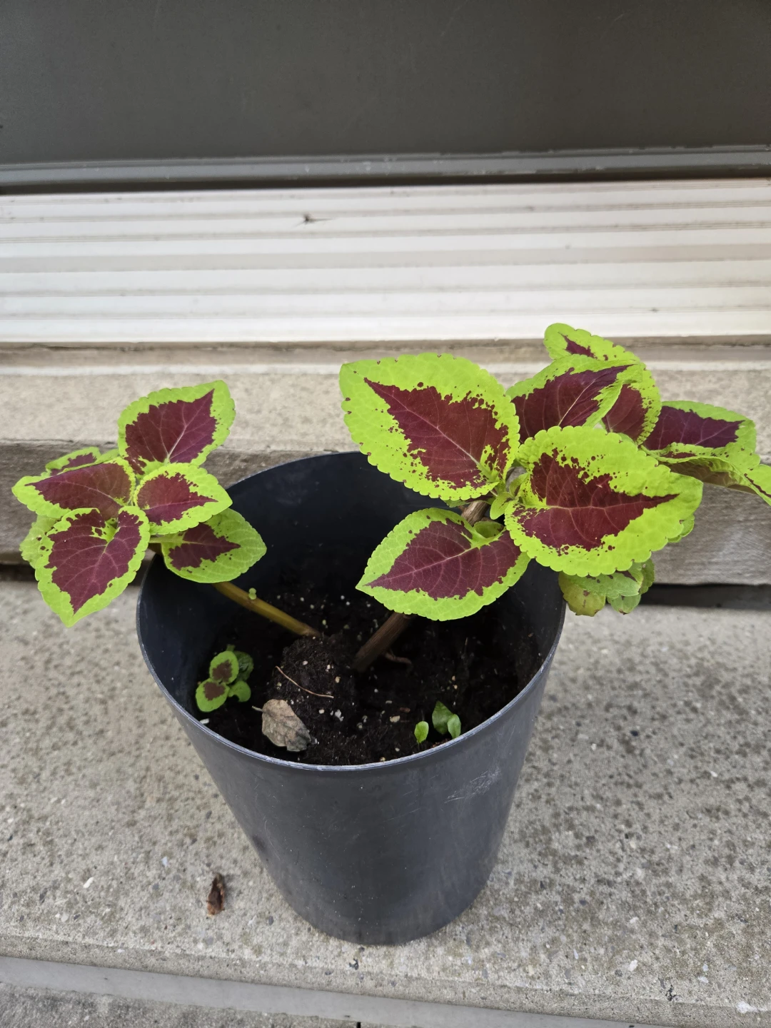 Coleus Plant in Pot