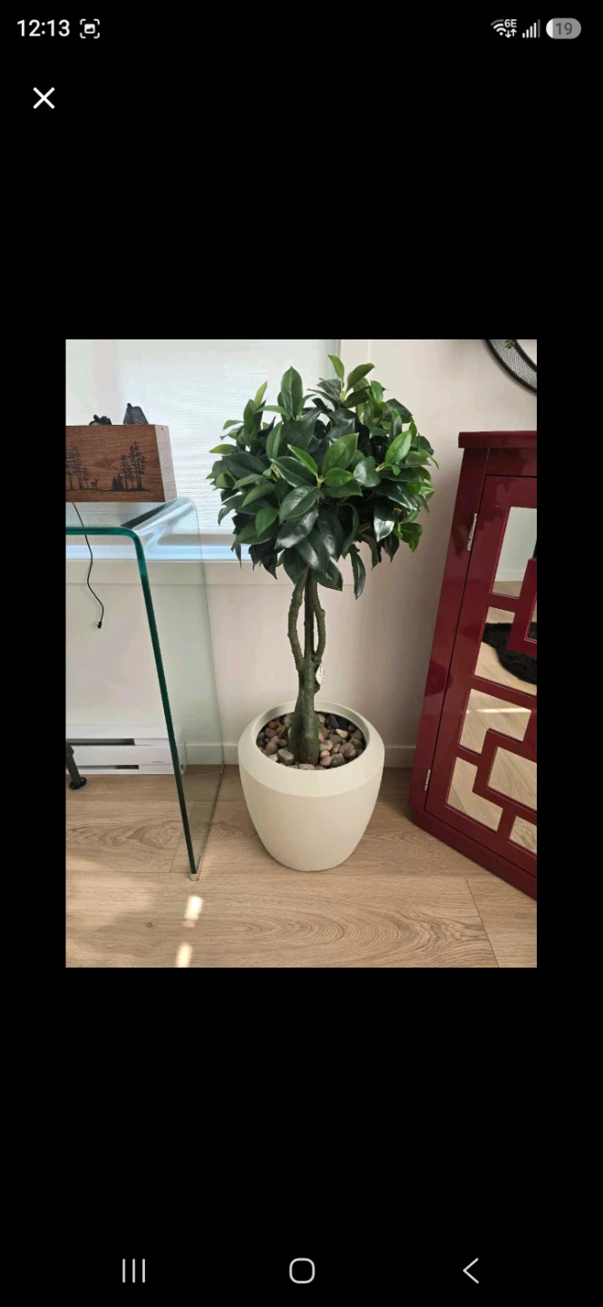 Artificial Ficus Tree in White Pot