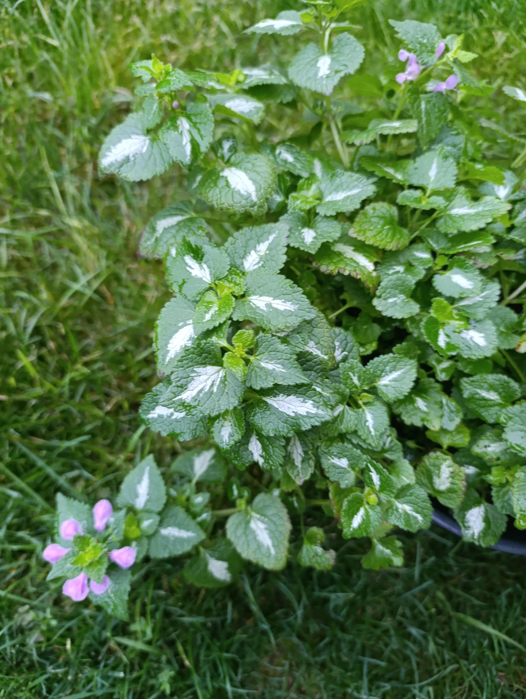 Lamium Beacon Silver - photo 3