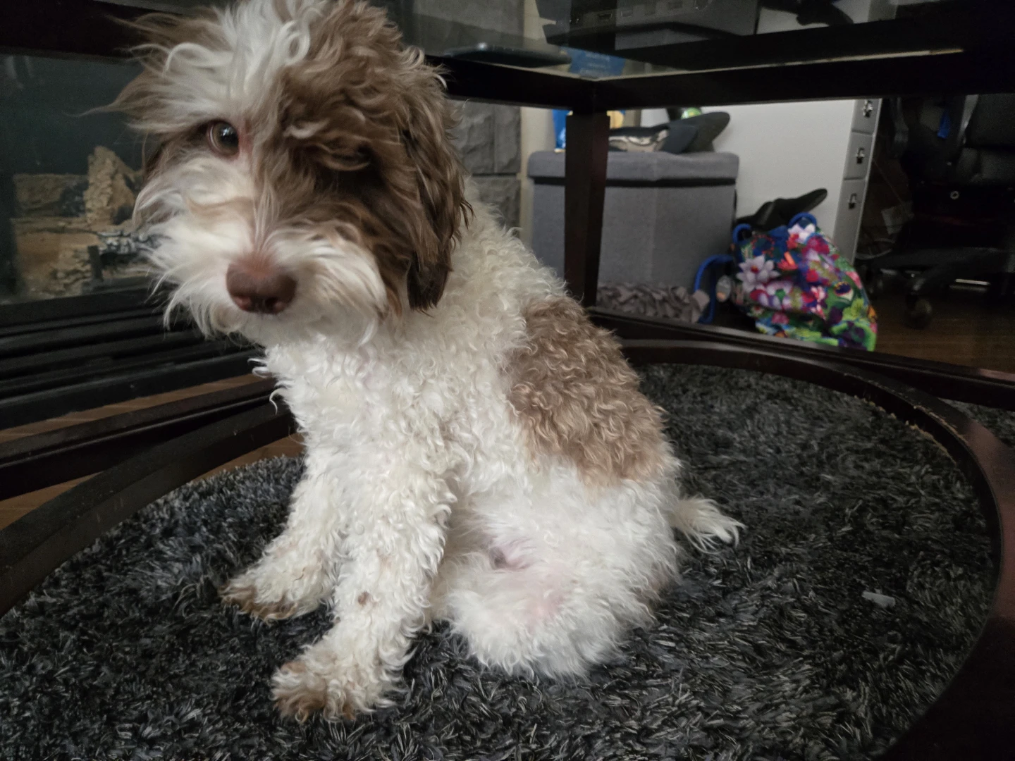 Fluffy dog diamond art pictures I - photo 5