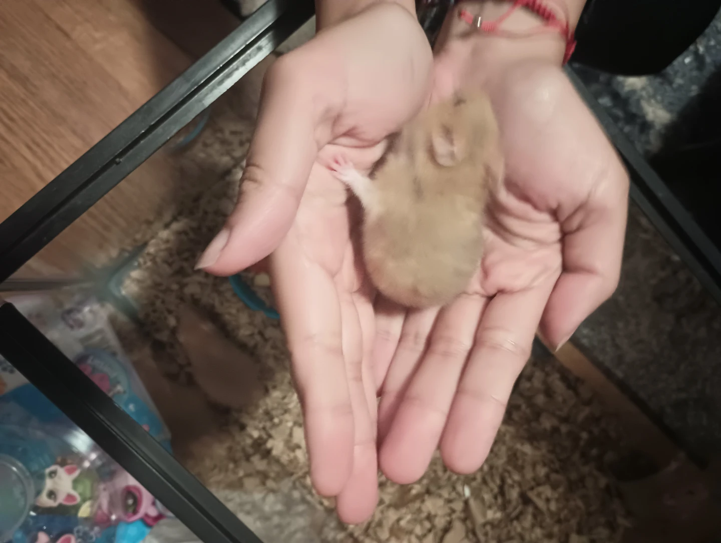 Baby Hamsters - photo 3