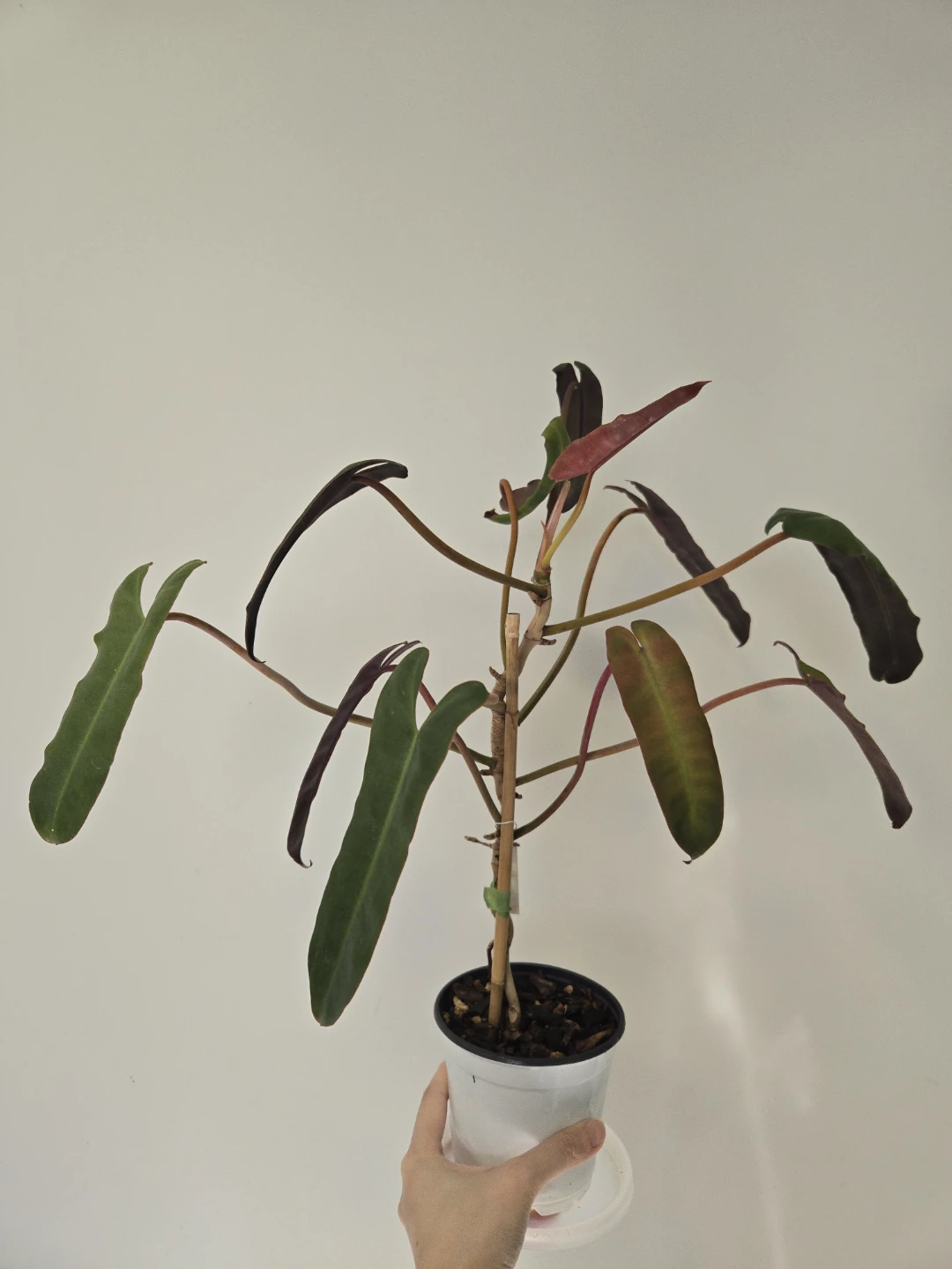 Philodendron Atabapoense - photo 2