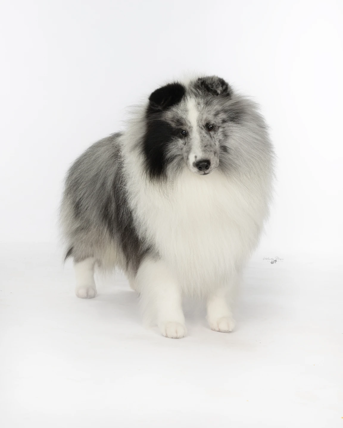 Professional all breed dog grooming