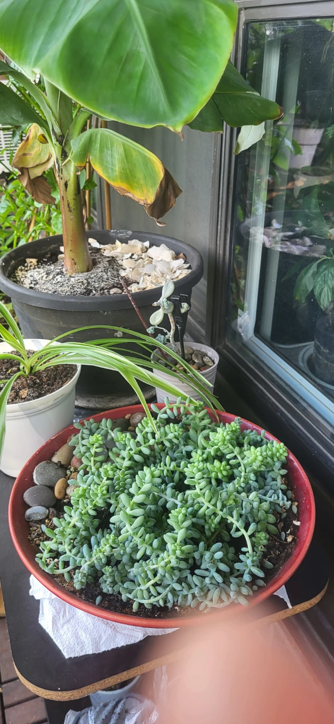Huge Burro's Tails in Red CERAMIC pot - photo 3